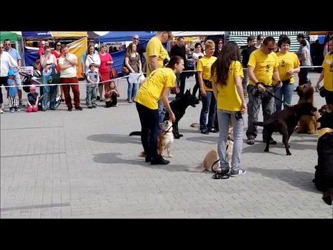 Pokazy Szkoły Tresury Psów LIM -Opole XXXIII Wystawa Międzynarodowa Psów Rasowych 26-27-04-2014r.