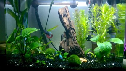 Bol Bitki Ve Dişi Betta Video