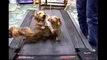 Hilarious Puppies On A Treadmill running for a bone!