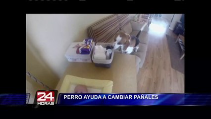 VIDEO: curioso perro ayuda a cambiar el pañal del hijo de su dueña