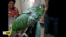 Taklitçi Papağan Çocuk Gibi Ağlıyor