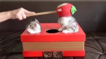 des chatons jouent au jeu de la taupe