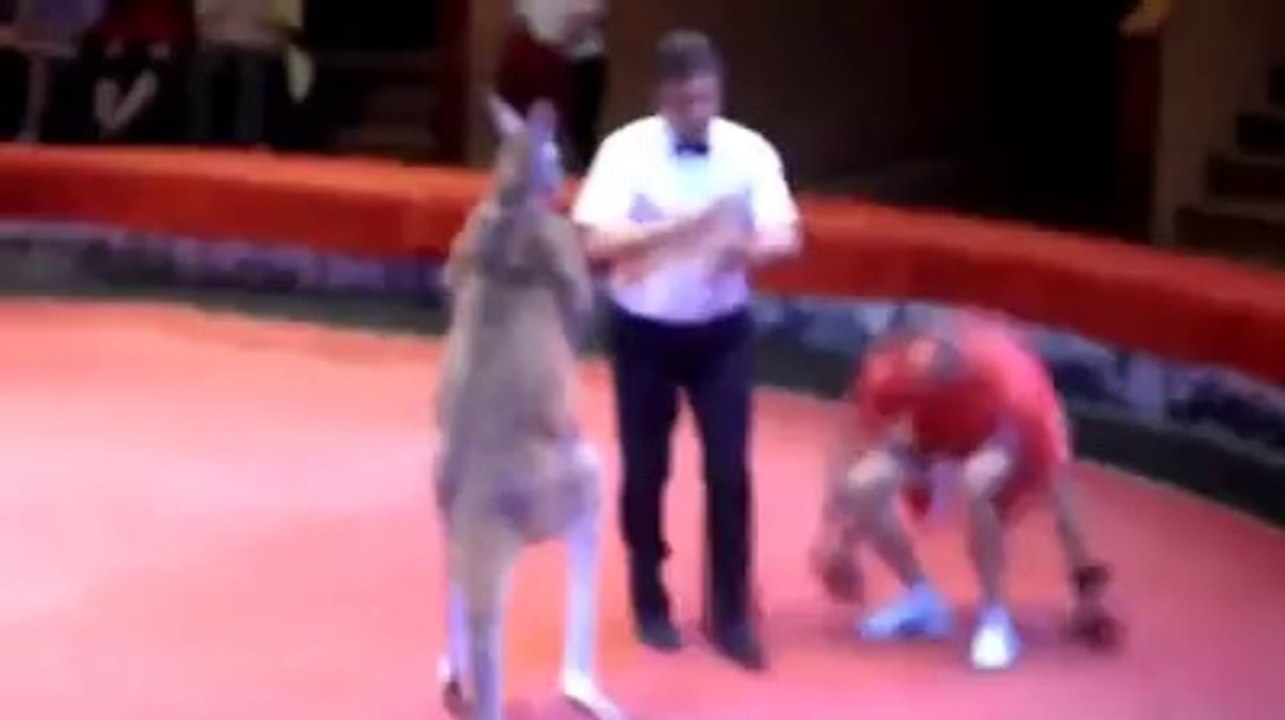 Kangaroo VS man! Funny Fight