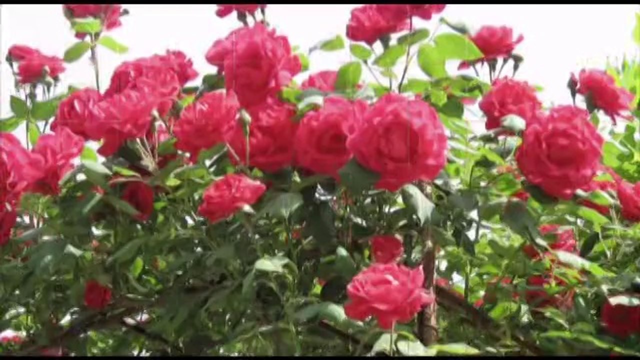 Ağla Gülüm (İlahi-klip) - Mehmet Erarabacı