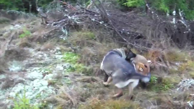 Une belle histoire d'amour entre un Renard et un Chien.. trop mignon!