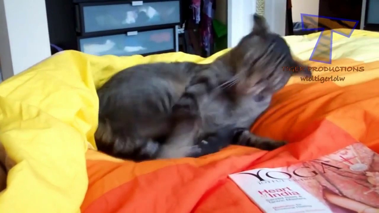 Adorable cats and kittens doing crazy things - Funny cat compilation