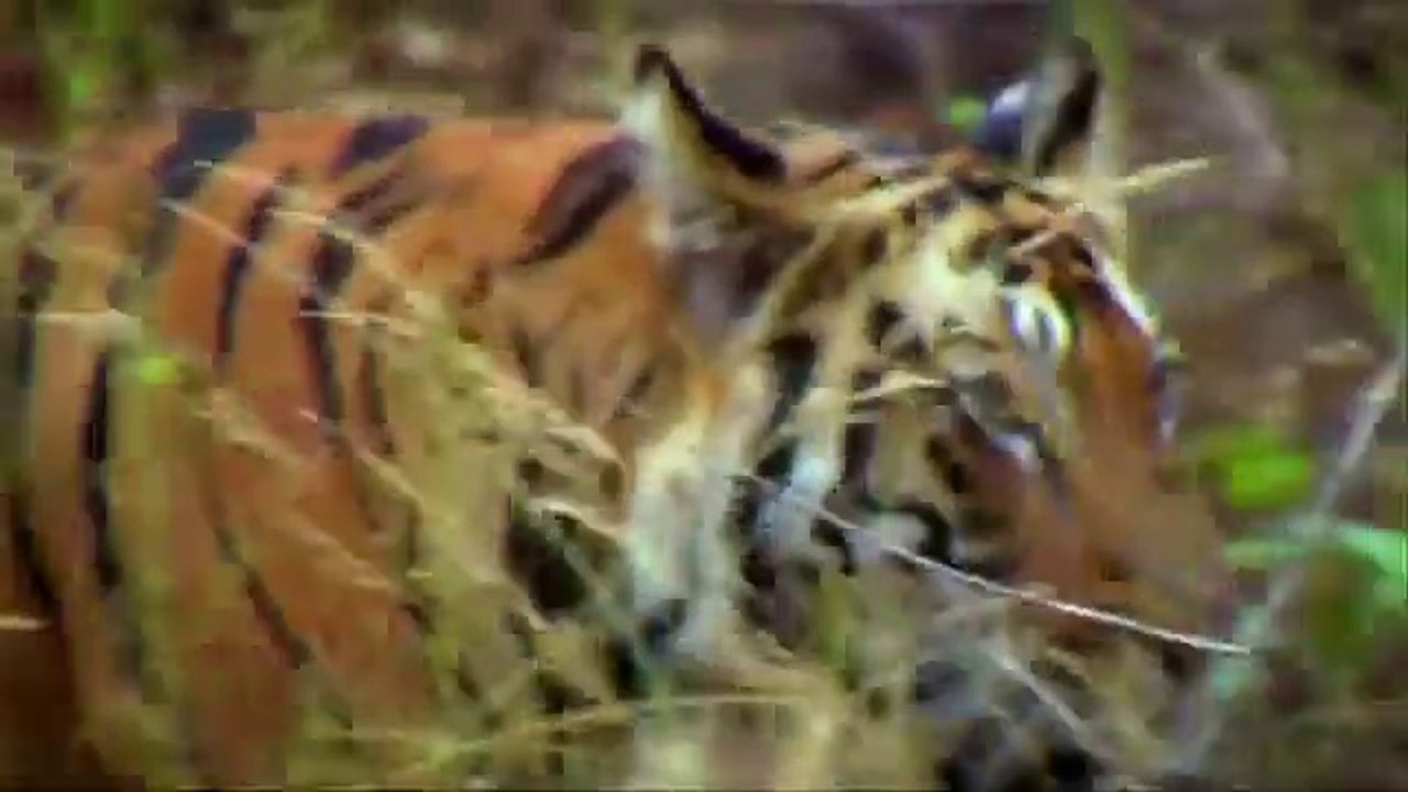 Tiger Species