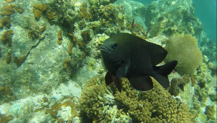 Drôle de bêtes Les Saintes