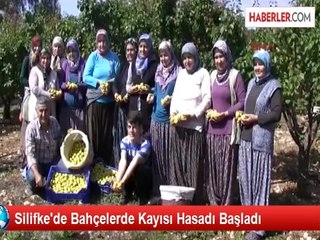 Silifke'de Bahçelerde Kayısı Hasadı Başladı