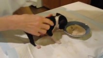 Yavru köpek yemek yerken kendinden geçiyor _D