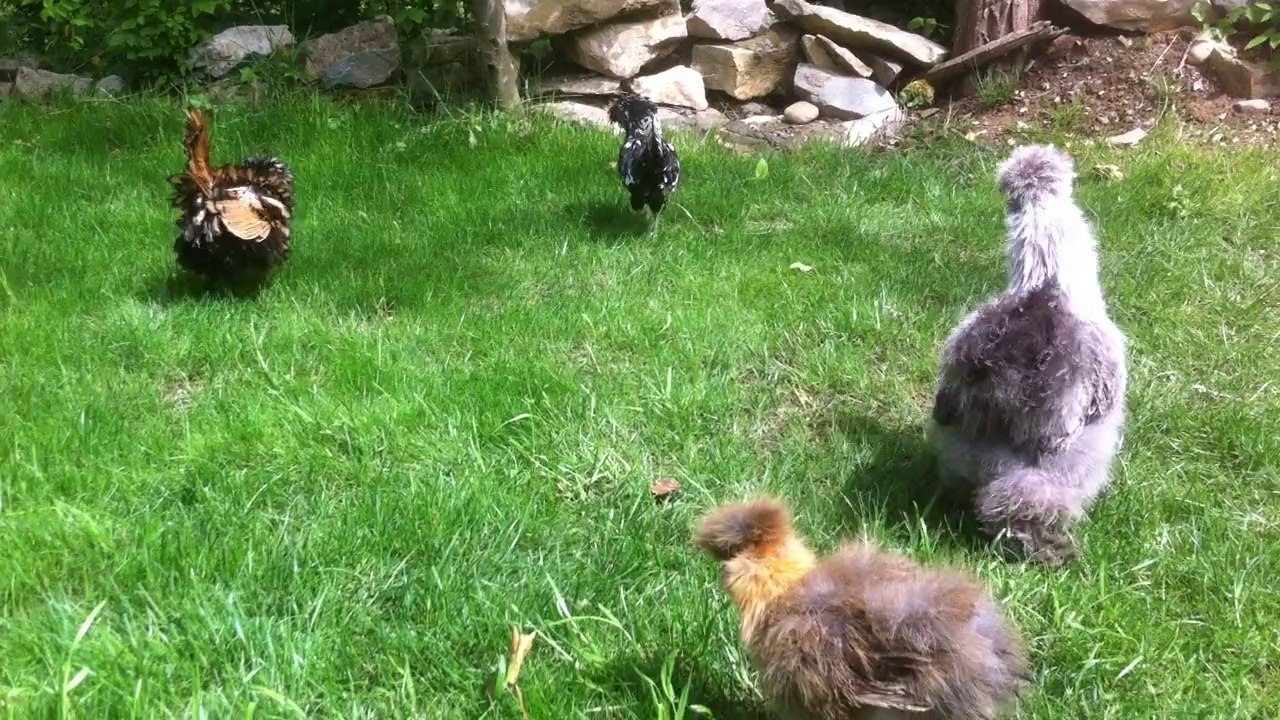 Nos poules naines d'ornement nègre soie et padoue lisse ou frisé