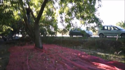 Kadıoğlu Ceviz Dut Badem Elma Silkme Makinası