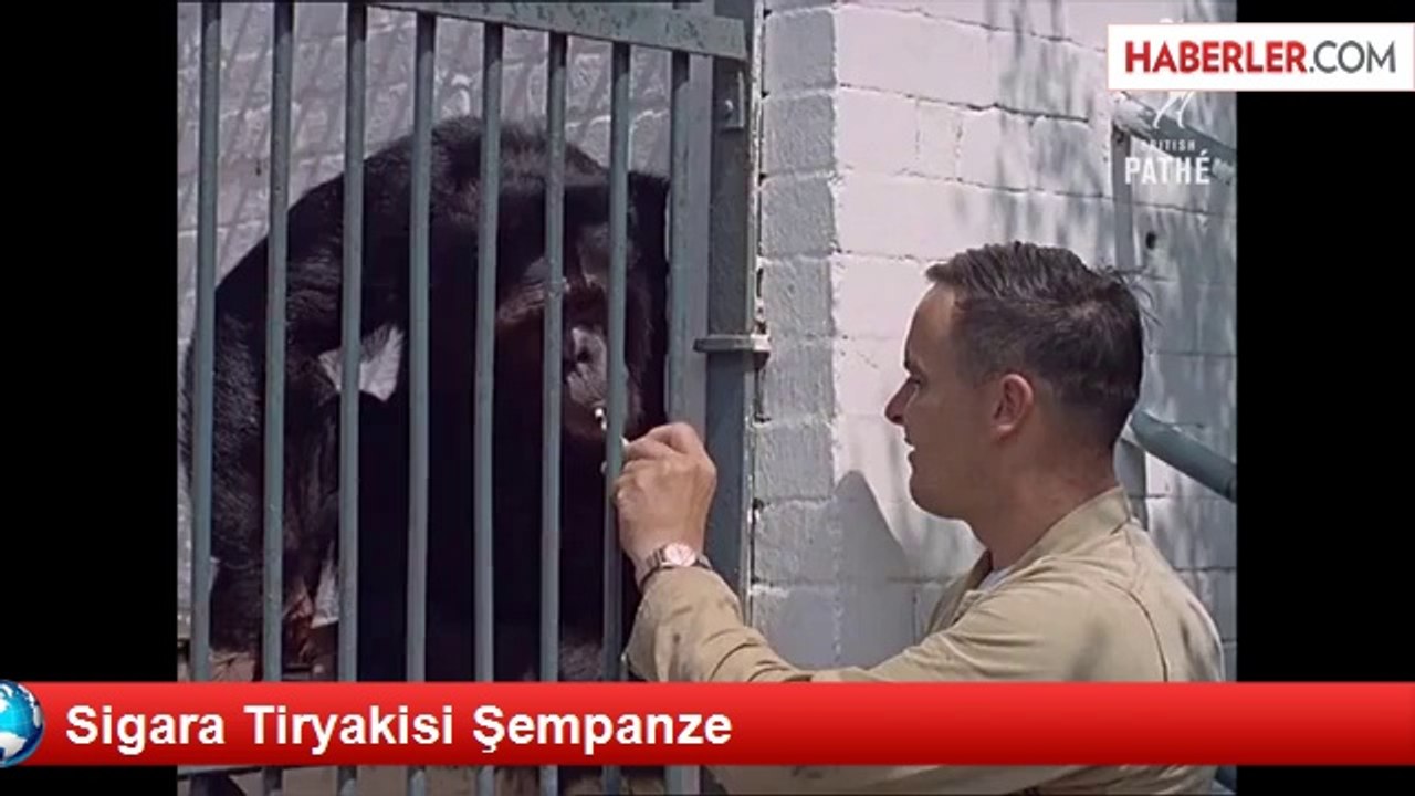 Sigara Tiryakisi Şempanze