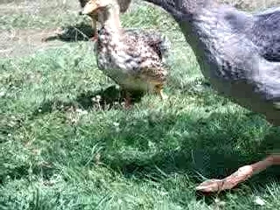 Mes animaux