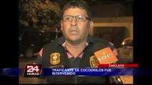 Chiclayo: detienen a sujeto que transportaba cuadro cocodrilos bebé