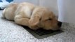 Sleepy Labrador Puppy Moki Loves The A/C - SO CUTE!