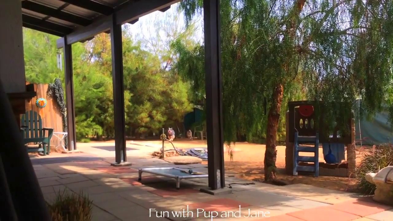 Dog opens gate for dog - Fun with Pup and Jane