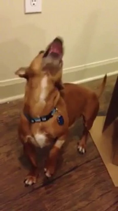 Peanut butter on dog's nose