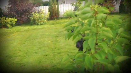 Bossy Dog Really Wants To Fight And Doesn't Take No For An Answer