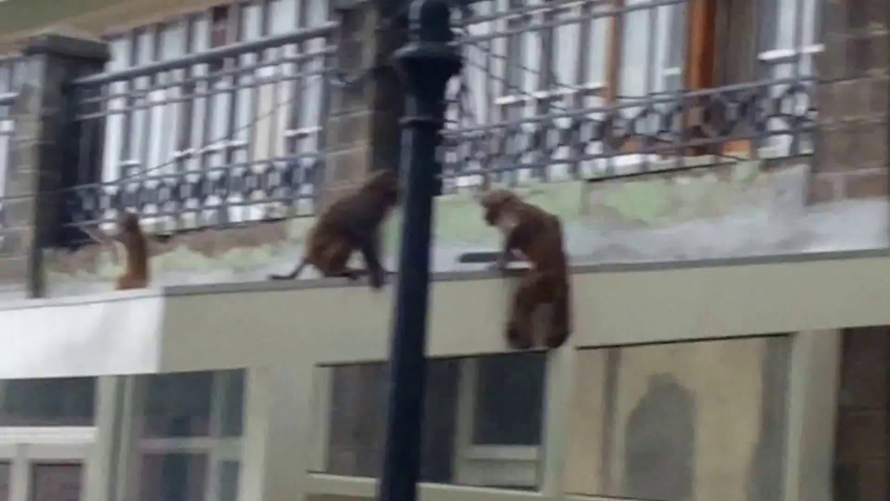 Funny Monkey video