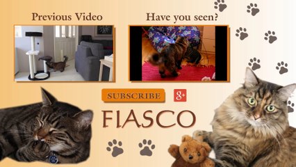 Cat Invaders! Cat takes on space ship. Funny. ゲームの猫