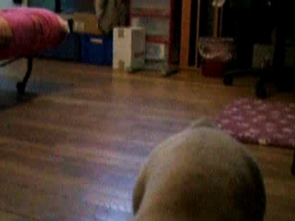 Yuna est un chat...