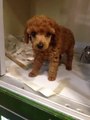 TOY POODLE YAVRULAR YURT DIŞINDAN İTHAL GARANTİLİ