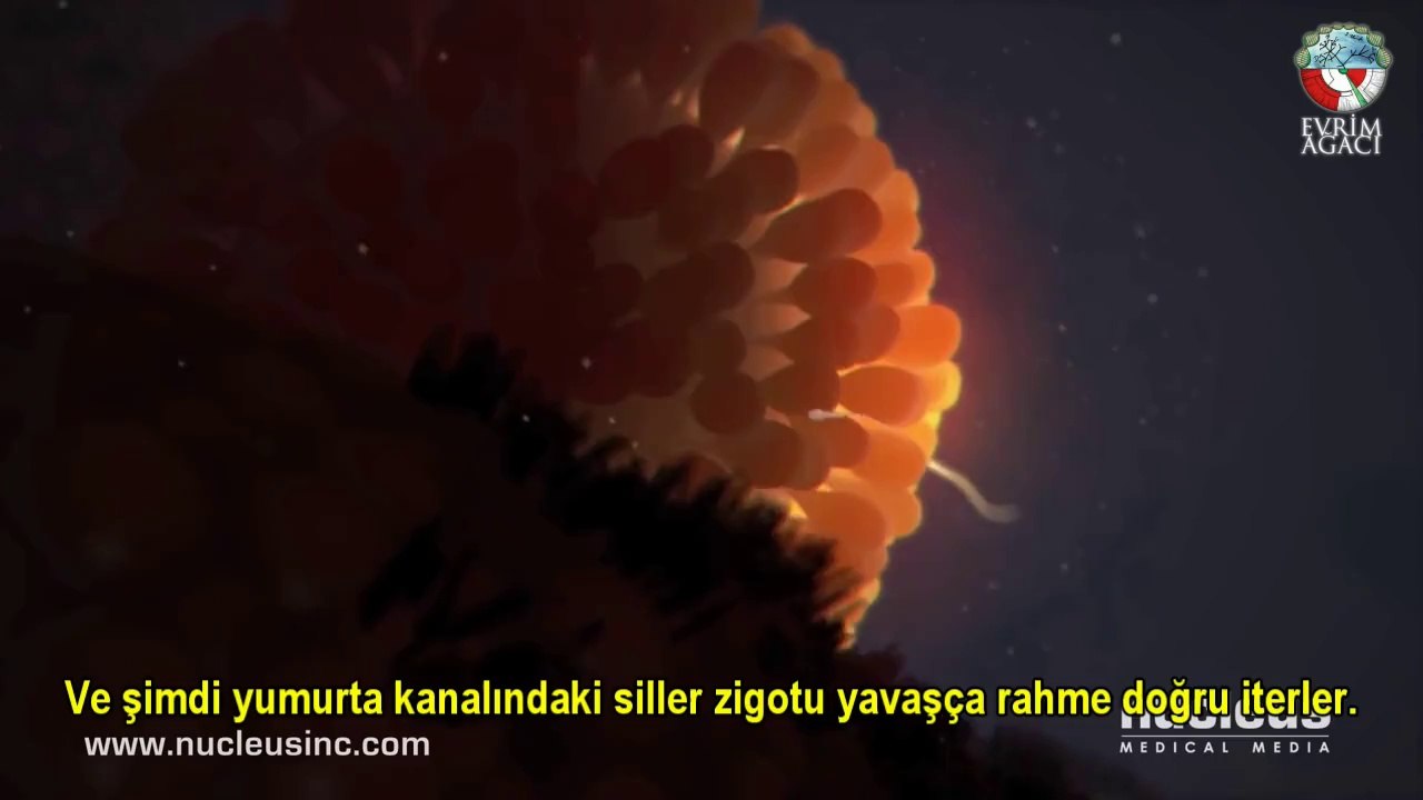 Spermlerin Dişi Vücudunda Yolculuğu