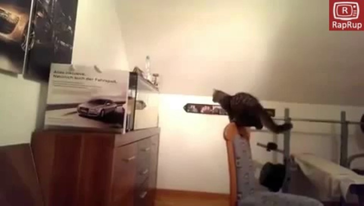 Sevimli Kedinin Akvaryumla imtihani