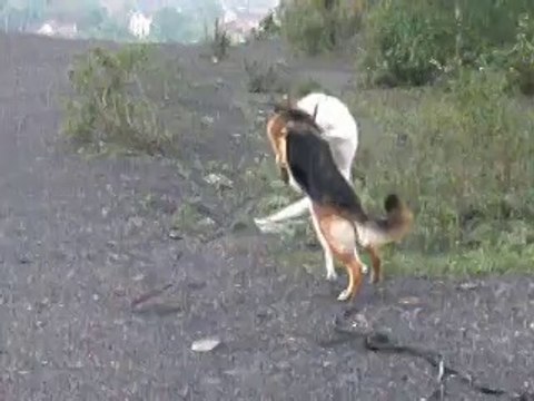 Hupette est jouette...dans la poussière des terrils