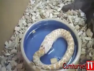 Yılan kendi kuyruğunu böyle yuttu