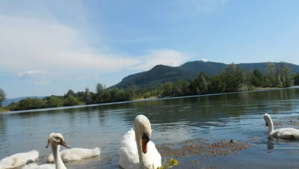 fait moi un cygne