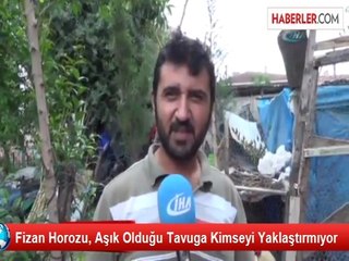 Bu da Kıskanç Horoz