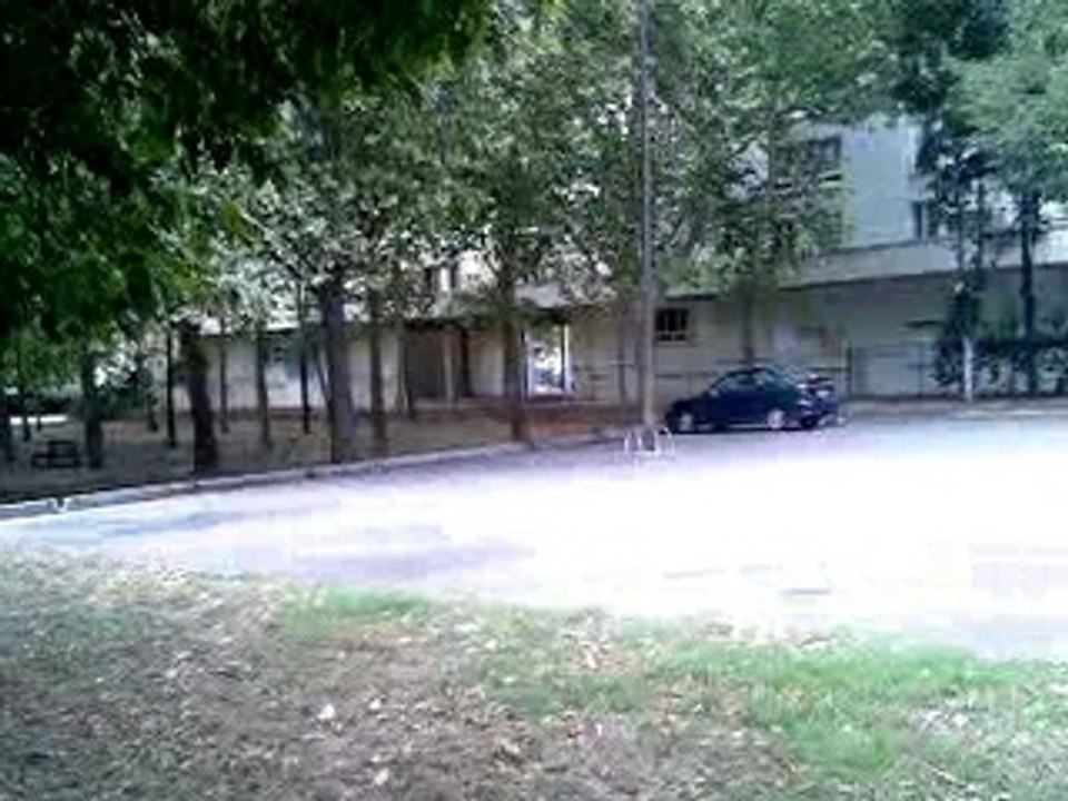 Junior chien pit bull