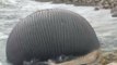 Canada : la baleine échouée qui menace d'exploser - ZAPPING ACTU HEBDO DU 03/05/2014