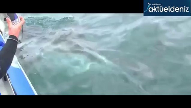 Bilim İnsanlarının Olduğu Bota Köpek Balığı Saldırdı