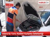 Adana'da Yavru Kedileri Kurtarma Seferberliği