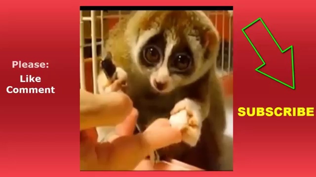 Funny & Hilarious Pets and Animals Vine Compilation - Wednesday, February 5rd, 2014