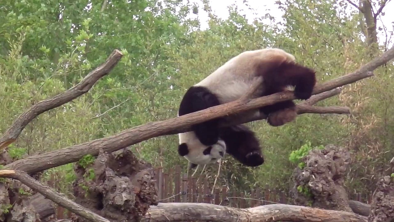 Panda acrobate