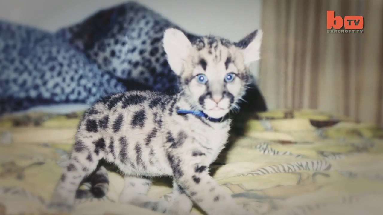 Crazy Man Has A Pet Mountain Lion
