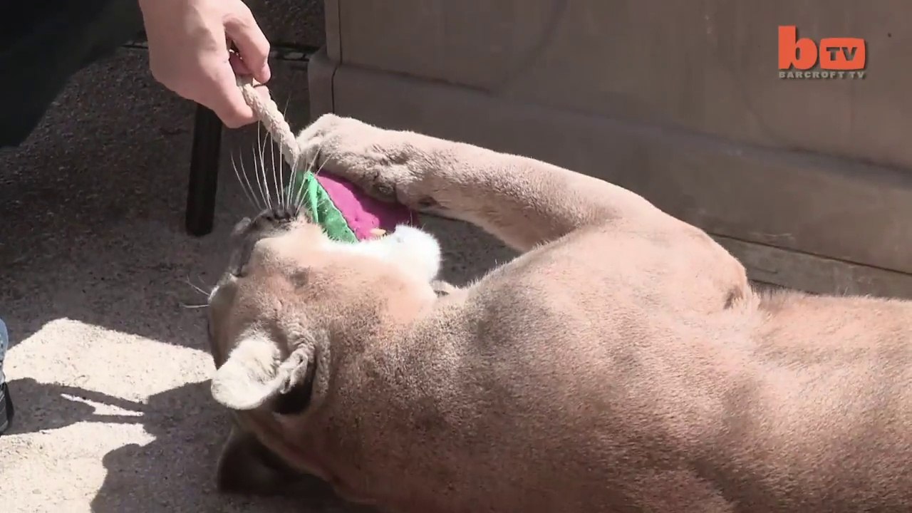 Un gars un peu dingue vit avec un puma!