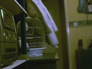 L'oiseau danceur sans musique