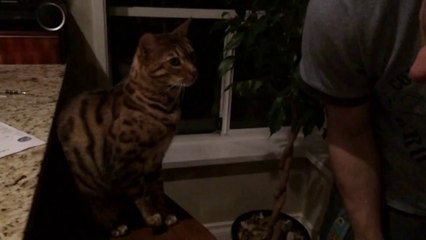 My Cat is Biting my Back!