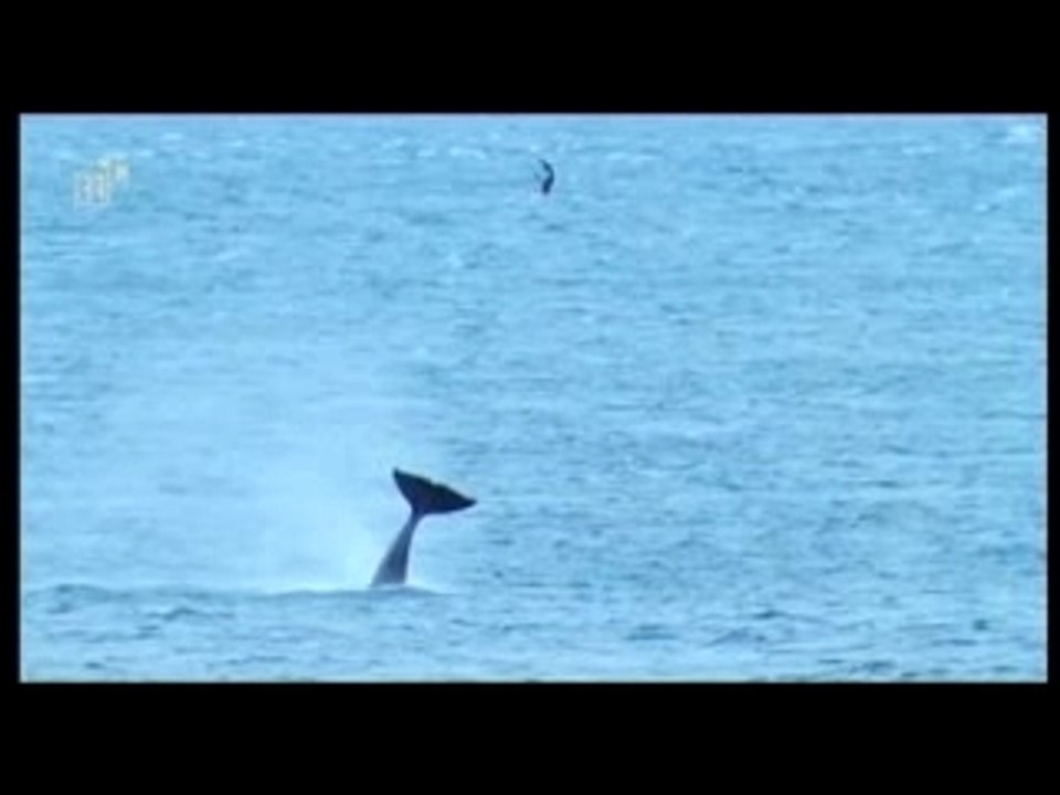 Free_Willy