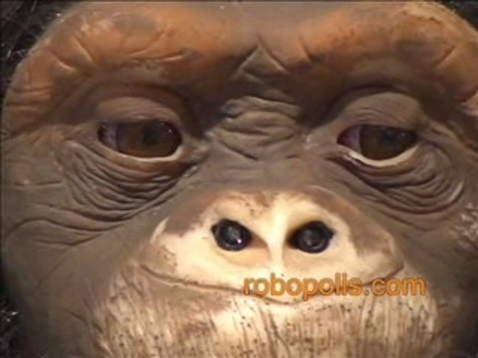 Chimpanze