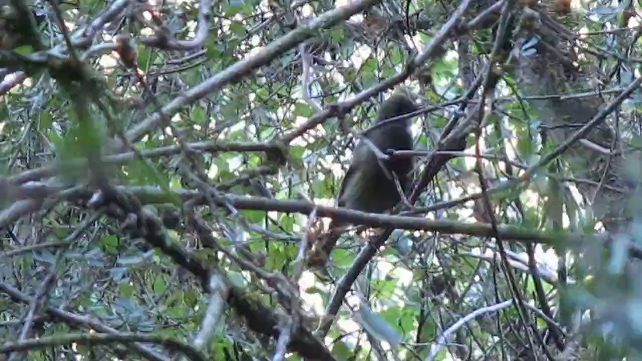 Un oiseau bavard