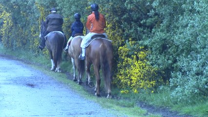 Cheval sur la plage, côte d'Oregon 2