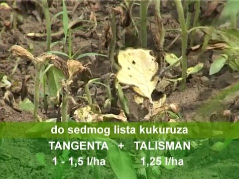 Zaštita kukuruza, Galenika Fitofarmacija_ 346 _03.04.2014.