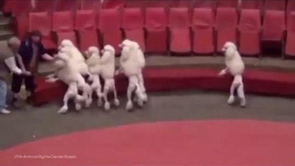 Hayvan Sirklerinin Gerçek Yüzü