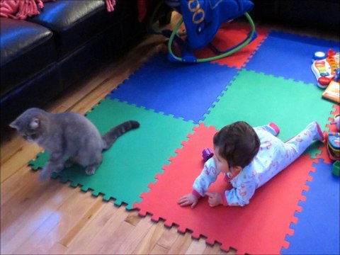 BEBES ET CHIENS CHATS